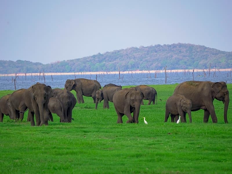 Minneriya National Park Elephant Safari Tour
