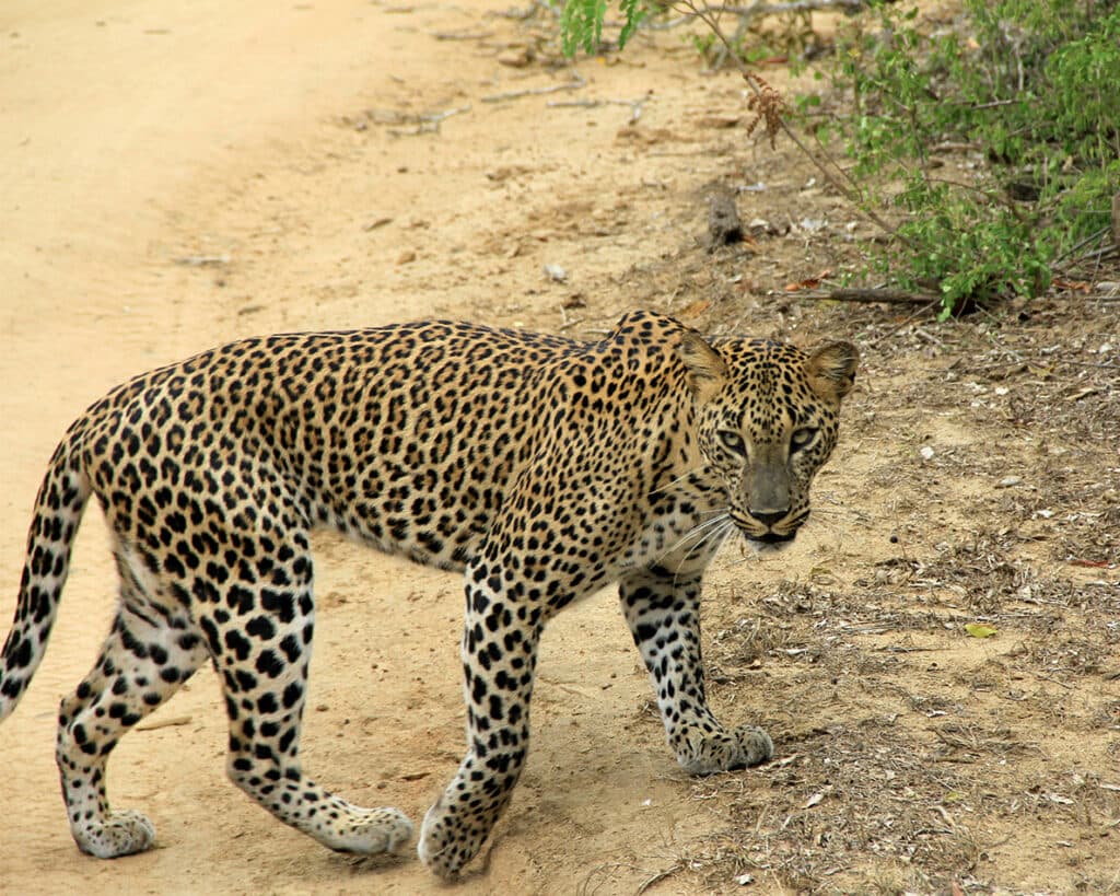 Wilpattu National Park