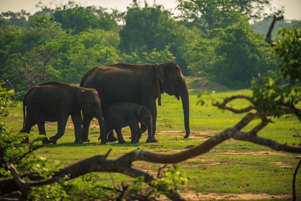 Wildlife, Wetlands & Southern Coastal Trails