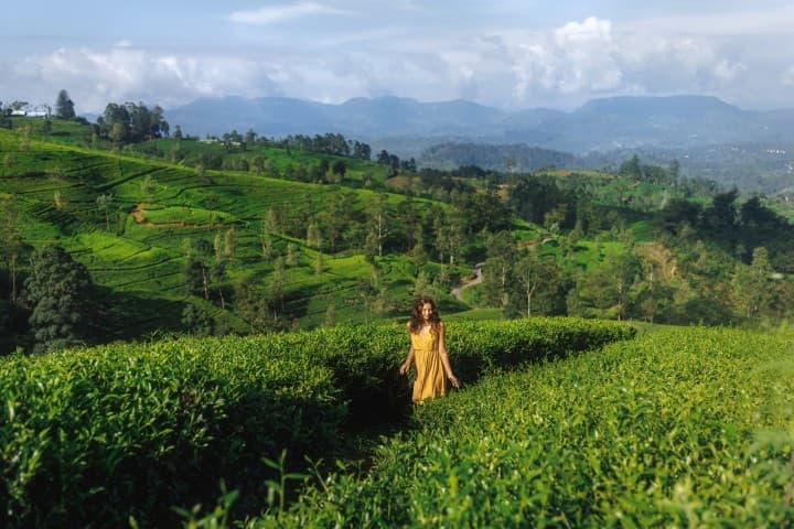Hatton & Tea Country
