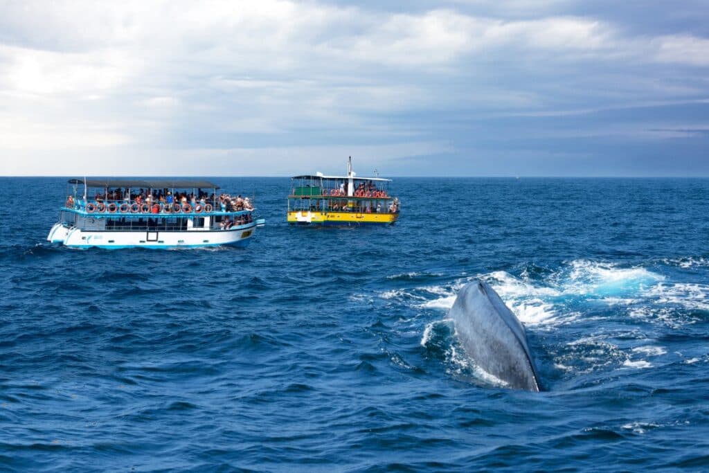 Whale & Dolphin Watching Expeditions