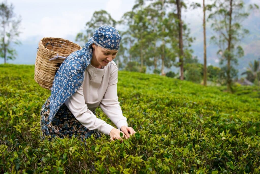 Tea Plantation & Hill Country Experience Tour